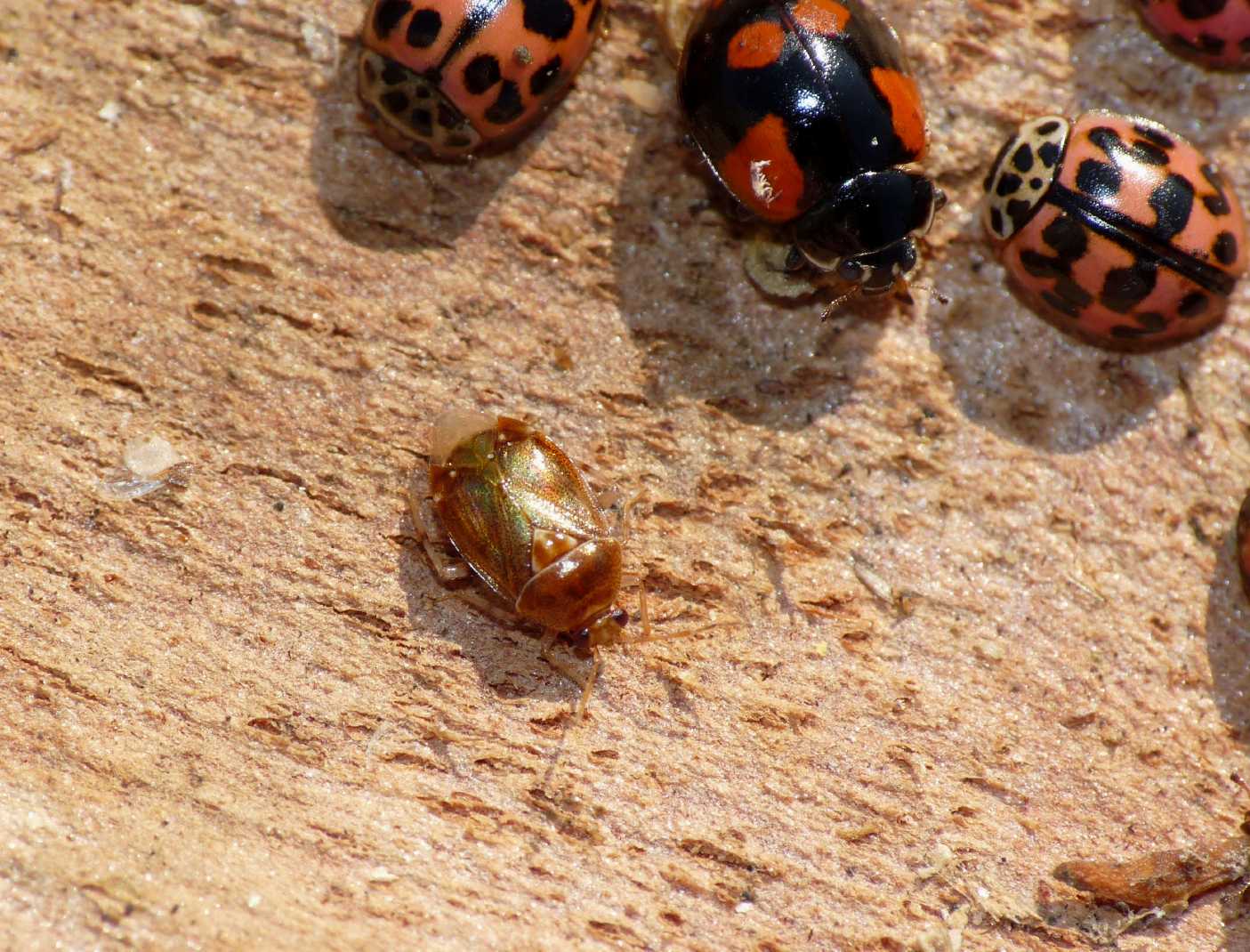 Piccolo eterottero dorato: Deraeocoris lutescens (Miridae)